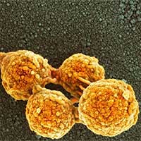 Tế bào nhân tạo hoạt động giống tế bào thật