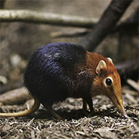 Trong tương lai con người sẽ có khả năng phun nọc độc như rắn?