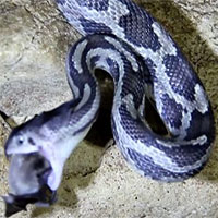 Ngỡ ngàng rắn dùng phương pháp săn mồi chưa từng thấy để bắt dơi