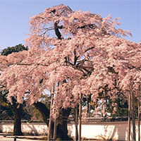 Hoa anh đào nở sớm nhất  1.200 năm do biến đổi khí hậu