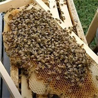 Dò bom mìn bằng cách kết hợp UAV với... ong