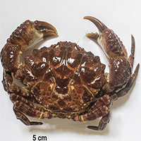 Độc tố trong cua biển khiến bệnh nhân ngừng tim