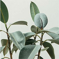 Phương pháp mới khai thác nhiều enzym thực vật