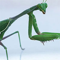 Có thể bạn chưa biết: Muỗi, chuột, côn trùng… cắn phá gần 27 tỉ USD mỗi năm