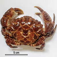 Cách nhận biết những loại cua biển có độc ở Việt Nam