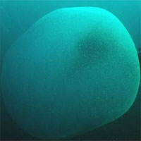 Khối cầu chứa hàng trăm nghìn quả trứng mực dưới biển