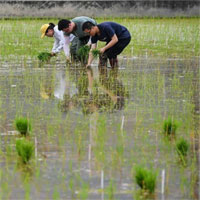 Trung Quốc trồng thử nghiệm lúa mang về từ tàu vũ trụ