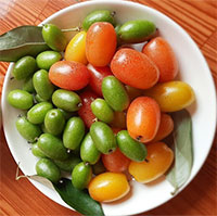 Những bài thuốc chữa bệnh từ quả nhót