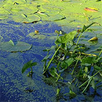 Các nhà khoa học phát hiện 