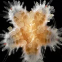 Để sinh tồn, sao biển non ăn thịt cả anh em của mình