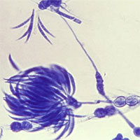 Những phát hiện thú vị về thế giới loài nấm