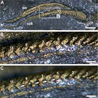 Phát hiện "quái vật" 500 triệu tuổi thở bằng chân, phủ "vàng của kẻ ngốc"
