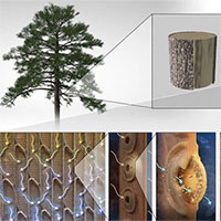 Bộ lọc nước từ gỗ tự nhiên vừa rẻ, vừa sẵn có này có thể loại bỏ 99% vi khuẩn trong nước ô nhiễm