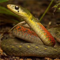 Loài rắn khiến nạn nhân bị chảy máu không ngừng đến chết