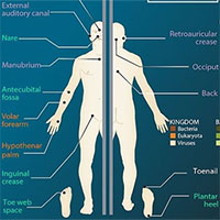 Điều gì ảnh hưởng đến hệ vi sinh vật của cơ thể người?