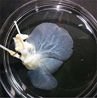 Phương pháp mới tái tạo và chế tạo thành công gan ghép tạng cho người