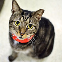 Tại sao nhiều con mèo bị thiếu một đầu tai?