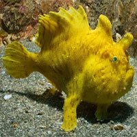 Sự thật đáng kinh ngạc về các sinh vật dưới biển sâu