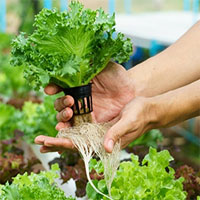 Kỹ thuật trồng cây thủy canh là gì?