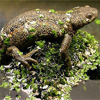 Kỳ lạ loài vật duy nhất dùng xương sườn làm vũ khí