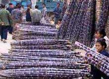 Hoà Bình: Chuyển đổi cây trồng trên đất hạn ở Dân Hoà