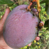 Cây xoài 7 sắc cầu vồng nổi tiếng khắp Ấn Độ