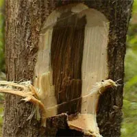 Trầm hương có ý nghĩa gì mà thương lái "quát" tiền tỉ cho mỗi giao dịch?