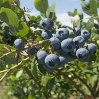 Không chỉ ngon, loại quả này còn đánh bay mỡ nội tạng