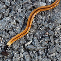 Choáng váng sinh vật đứt đôi cơ thể vẫn sống còn nhân bản làm hai