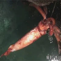 Mực khổng lồ dài 4m nổi trên mặt nước gây kinh ngạc