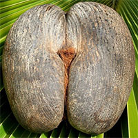 Giải cứu loại hạt lớn nhất thế giới