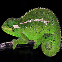 Phát hiện loài tắc kè hoa có 