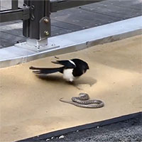 Video: Chim ác là sà xuống tấn công rắn trên đường và điều bất ngờ ở phút cuối