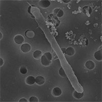 Choáng với sinh vật giữ nguyên hình dạng thời khủng long, trốn dưới mỏ vàng