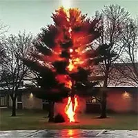 Cận cảnh khoảnh khắc tia sét "đốn hạ" cây lớn giữa sân trường