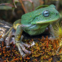 Phát hiện loài nhái túi mới trong rừng Amazon