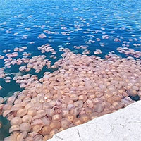 Đàn sứa khổng lồ đóng chiếm vùng biển Italia