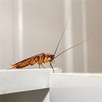 Vì sao rất khó để diệt gián?