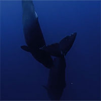 Lần đầu ghi được hình cá nhà táng bú sữa mẹ