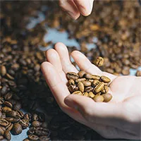 Trái đất nóng lên có thể khiến cà phê biến mất