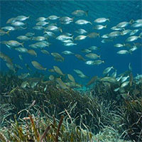 Đánh bắt hải sản công nghiệp làm gia tăng lượng khí CO2