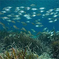 Đánh bắt hải sản công nghiệp làm gia tăng lượng khí CO2