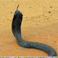 Loài rắn kỳ lạ có khả năng 