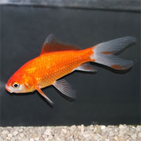 Hợp chất hóa học gây tổn hại chức năng não