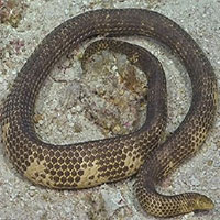 Loài rắn biển kịch độc tái xuất hiện sau 23 năm