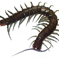 Nhật Bản phát hiện loài rết khổng lồ mới sau hơn 1 thế kỷ