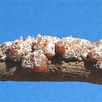 Chất thải kỳ dị của côn trùng, không ngờ là gia tài