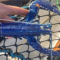 Bắt được tôm hùm xanh dương hai triệu con mới có một