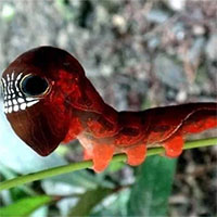Loài sâu bướm này bắt chước đầu lâu đáng sợ để đe dọa những kẻ săn mồi có ý định tấn công chúng