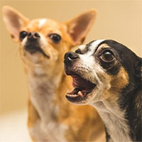 Tiếng chó sủa có ý nghĩa gì?